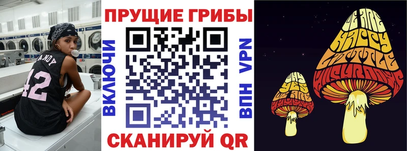 закладка  Томари  Галлюциногенные грибы Psilocybe 